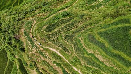 Free Aerial photograph capturing the vibrant, tiered rice fields of Hunan Province in China on a sunny day. Stock Photo