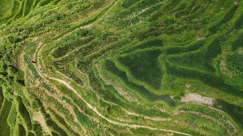 Free Stunning aerial capture of lush green rice terraces in Hunan, China, showcasing traditional agriculture. Stock Photo