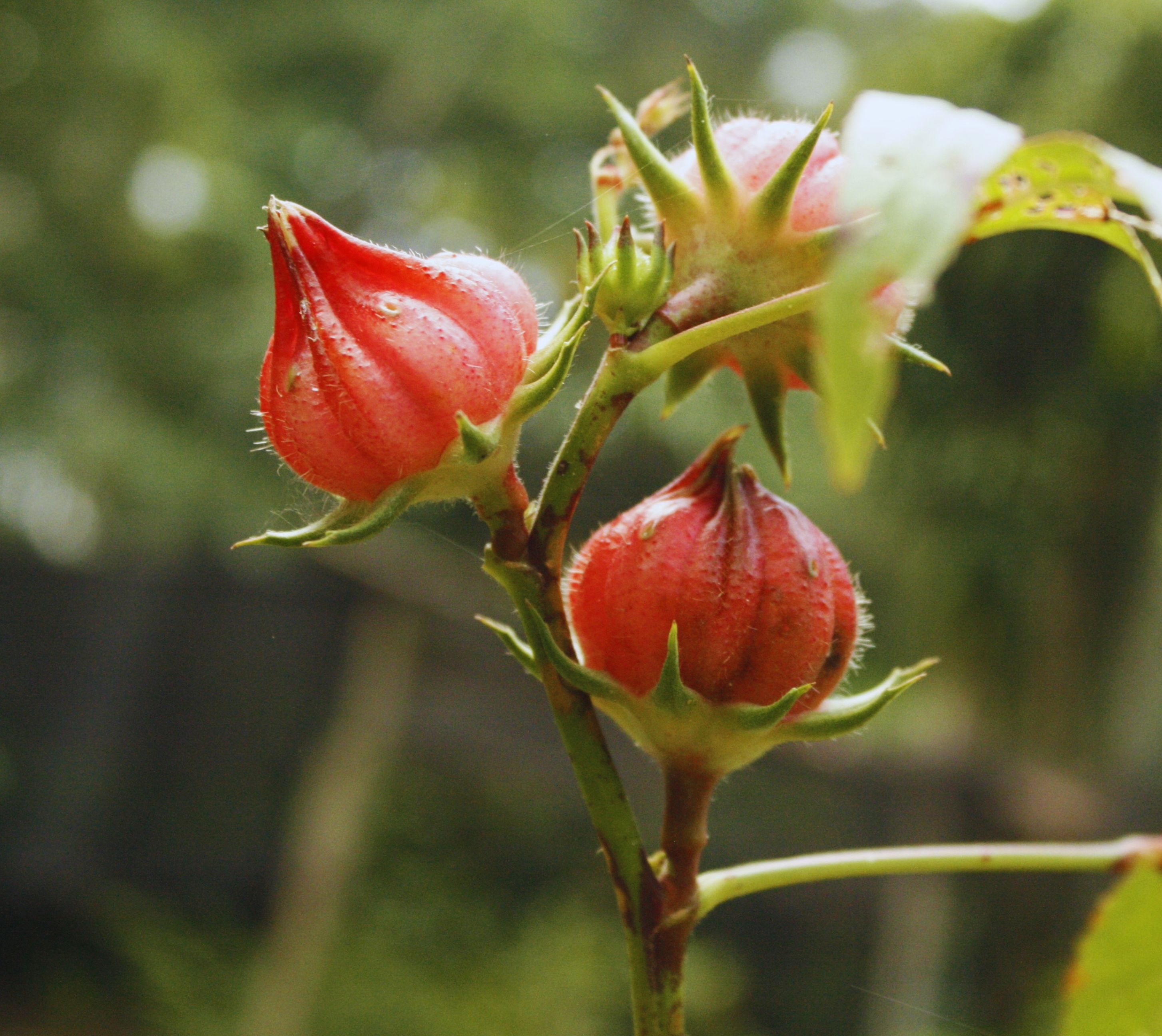 Hibiscus Cinnamon Possets