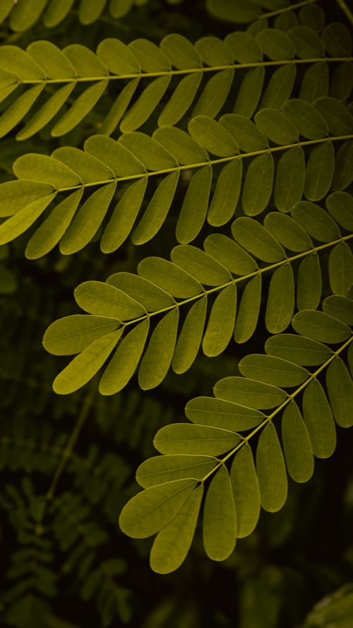 Free Close-up view of lush green fern leaves against a dark background in Jaipur, India. Stock Photo