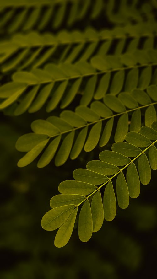 Free Detailed view of lush green fern fronds creating a natural pattern, captured in Jaipur, India. Stock Photo