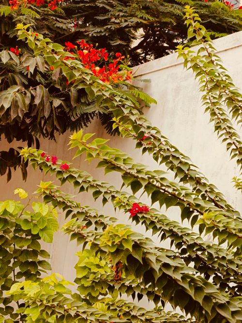 Free Vibrant green leaves with red flowers against a white wall, creating a tropical feel. Stock Photo