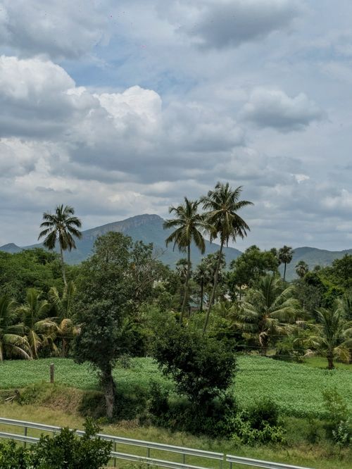 Free Lush green landscape with palm trees and distant mountains under cloudy skies. Stock Photo