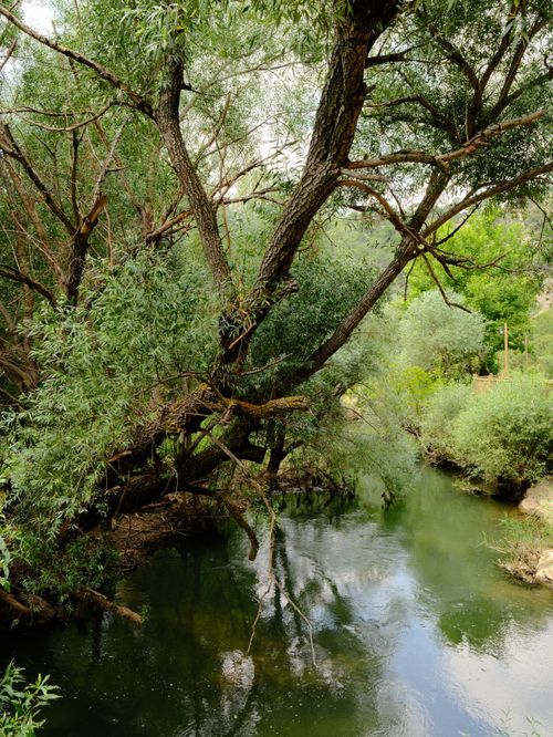 Free Tranquil river view surrounded by lush willow trees in Uşak, Turkey. Stock Photo