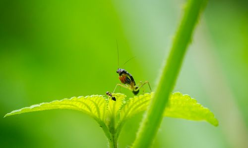 Free Vivid macro photograph of two insects on a green leaf, highlighting natural interaction in close-up detail. Stock Photo