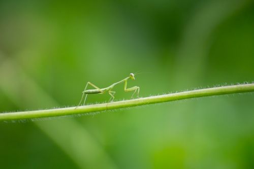 Free Macro shot of a green praying mantis perched on a delicate plant stem in a natural setting. Stock Photo