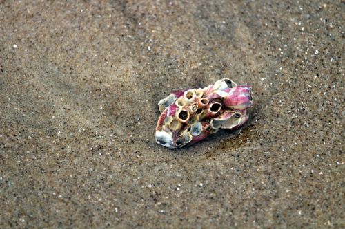 Free A detailed view of barnacle clusters on the sandy shore of Guaratuba Beach, Paraná, Brazil. Stock Photo