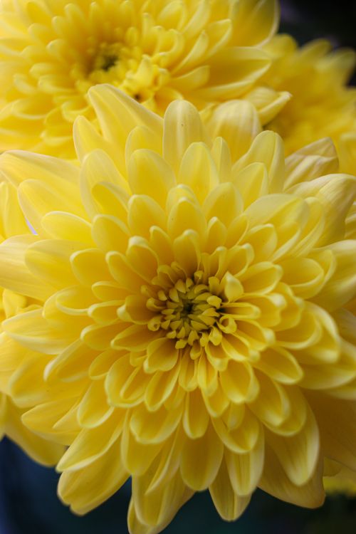 Free Close-up of a vivid yellow dahlia flower in full bloom showcasing its intricate petals. Stock Photo