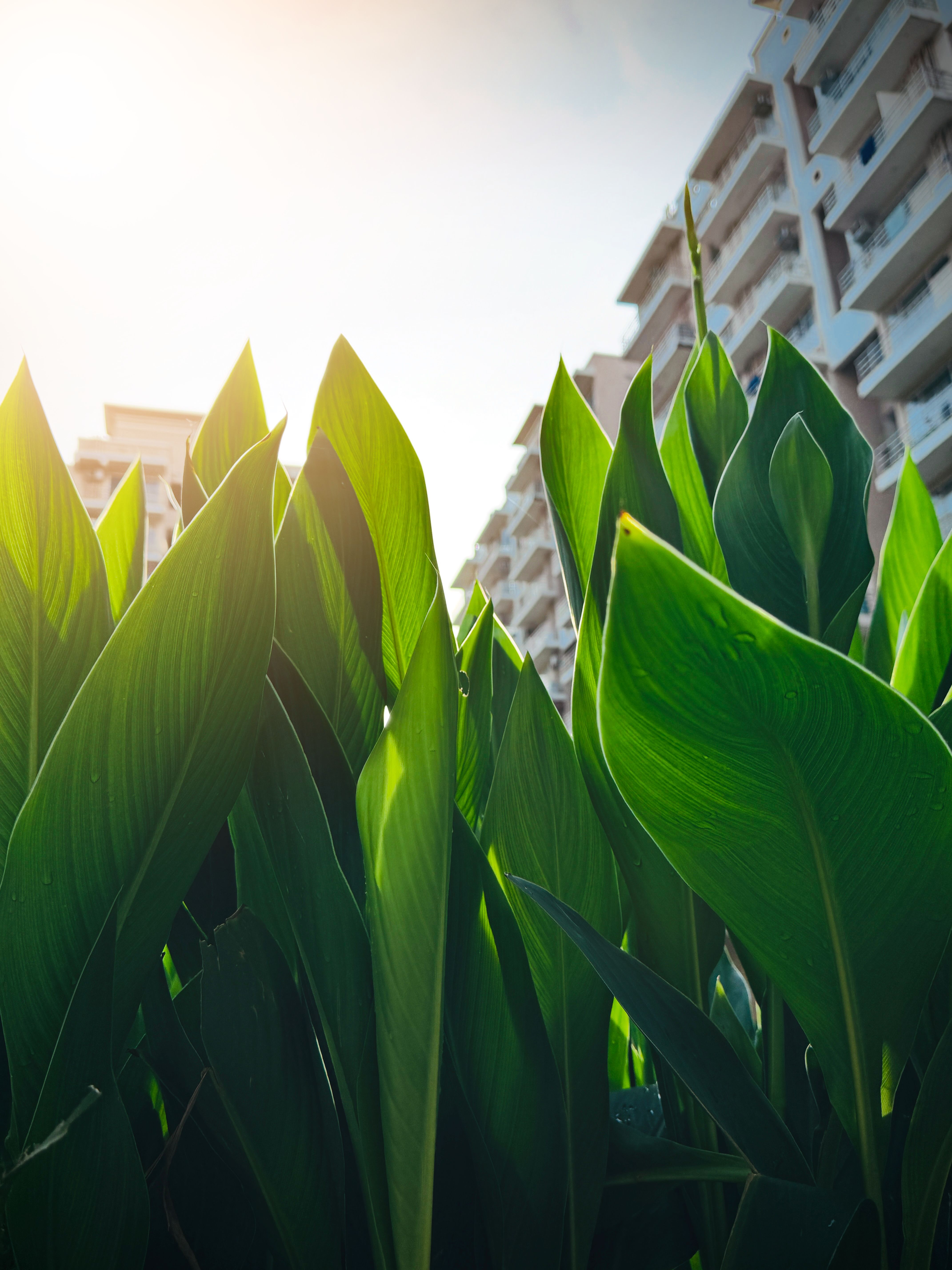Greener Homes For You