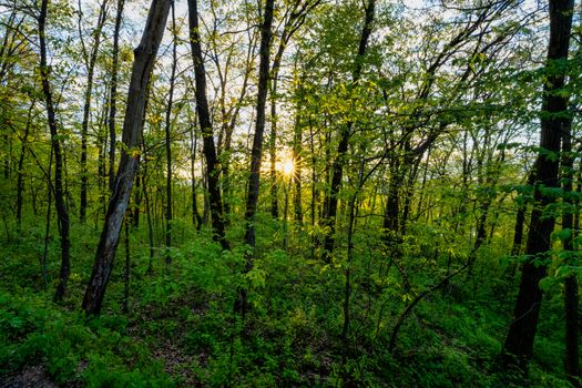 Captivating view of sunlight filtering through lush spring foliage in Pepin, Wisconsin forest.