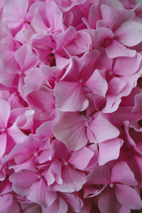 8.000+ Blumenkopf Bilder und Fotos · Kostenlos Downloaden · Pexels Stock-Fotos