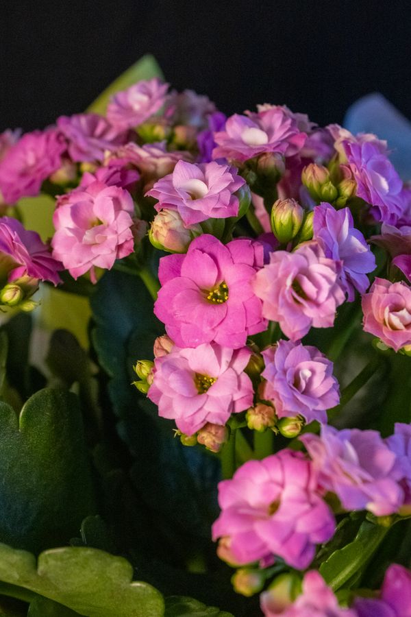 Uma visão aproximada de flores de Calandiva rosa vibrantes, lindamente arranjadas, exibindo detalhes intrincados e folhas verdejantes.