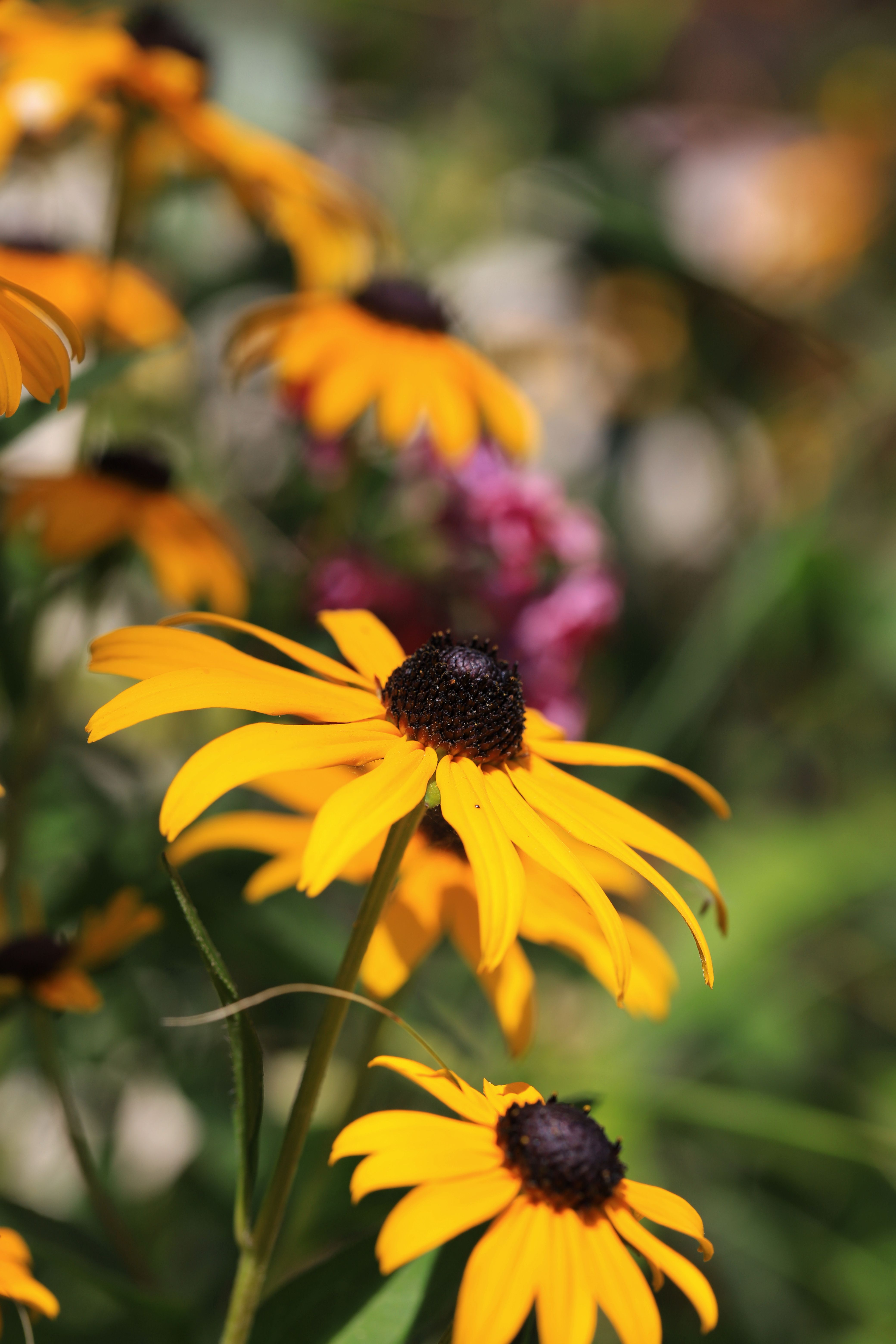 [ColoSach]-bright-yellow-coneflowers-(rudbeckia-hirta)-in-full-summer-bloom,-showcasing-nature's-beauty.