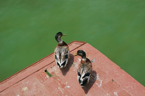 Free A serene scene of two mallard ducks resting on a rusty platform above green water. Stock Photo