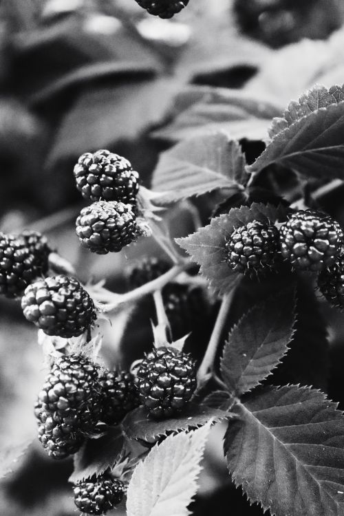 Free Close-up of blackberries, showing detailed texture in monochrome tones. Stock Photo
