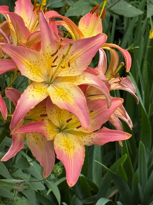 Free Close-up of blooming pink and yellow lilies with lush green foliage, captured outdoors in summer. Stock Photo