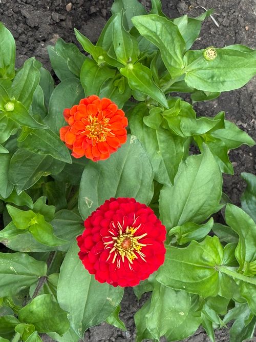 Free Top view of vibrant red and orange Zinnia flowers in a garden setting. Stock Photo