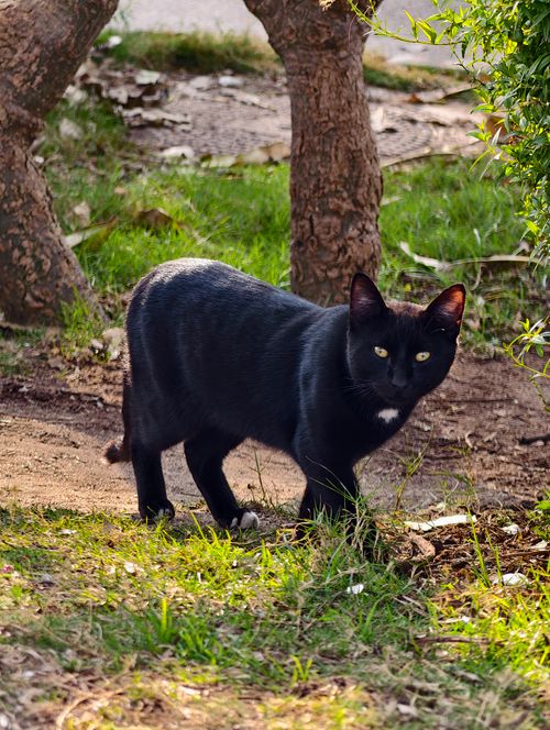 Free Elegant black cat standing on grass in a sunlit garden, showcasing natural beauty and curiosity. Stock Photo