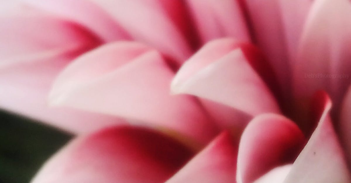 Free stock photo of pointed, rose petals
