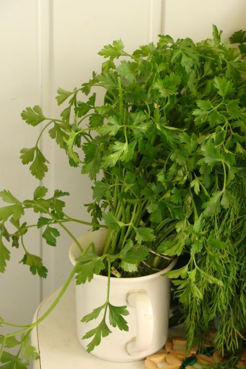 Free A vibrant display of fresh parsley and dill in a white cup, providing an earthy feel. Stock Photo