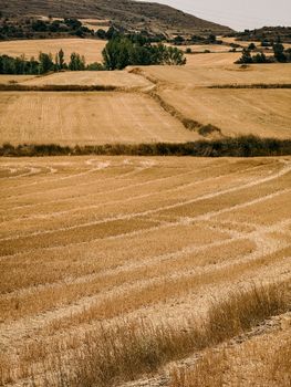 Scenic view of golden wheat fields in Aragon on a sunny day, showcasing rural Spain's natural beauty.