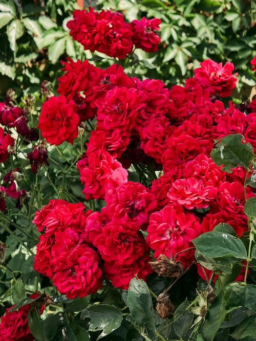 Free Bright red roses blooming in a garden, capturing the essence of summer in Портальрубио, Аргон, Испания. Stock Photo