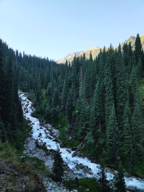 Free Serene landscape of a flowing mountain river surrounded by lush pine trees in Almaty, Kazakhstan. Stock Photo