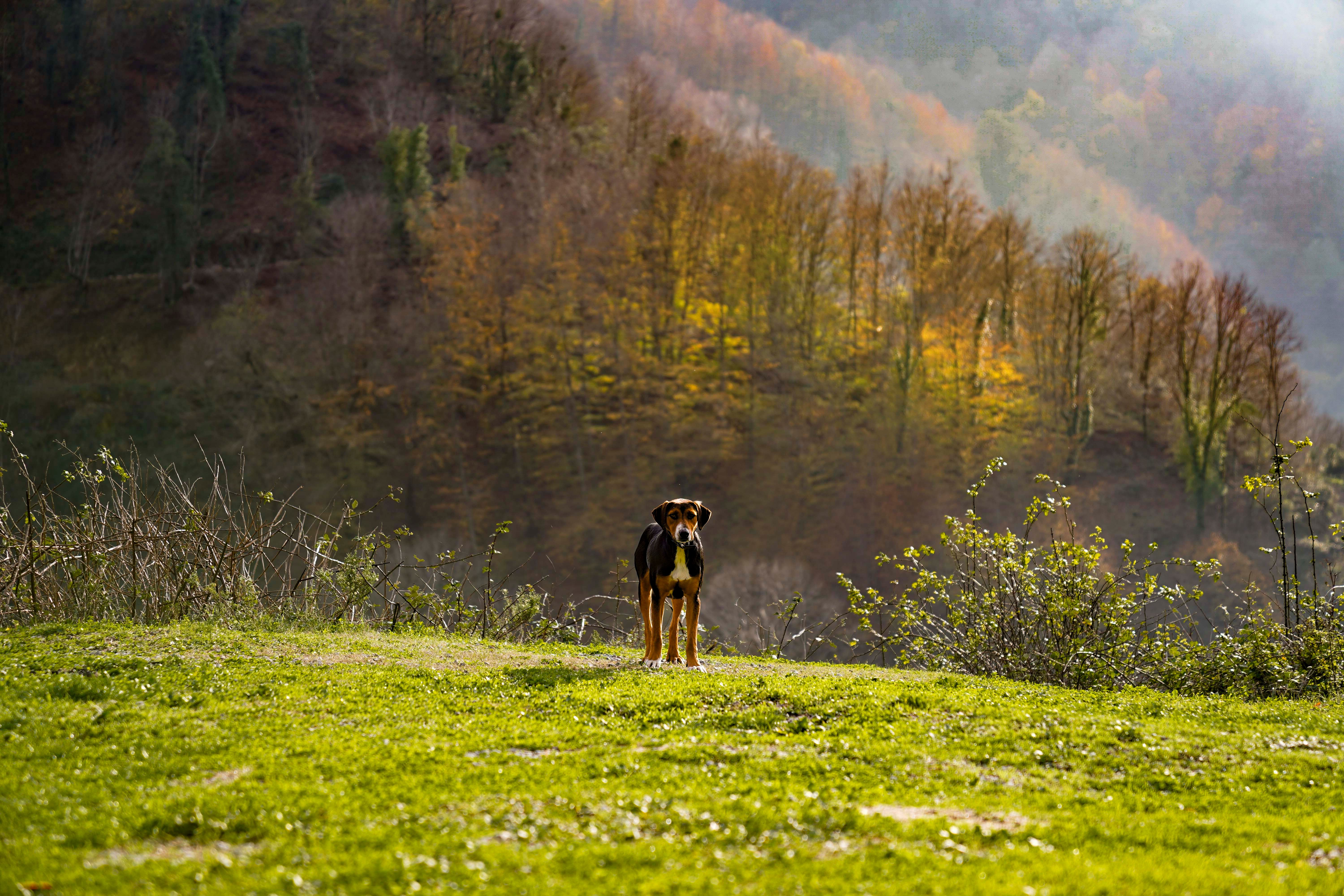 A lone dog standing on a lush green grass with a vibrant autumn forest backdrop.