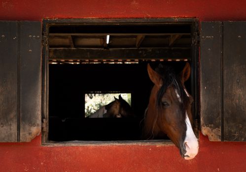 Brown horses peeking out from a rustic stable window in sunny Mairiporã, Brazil.