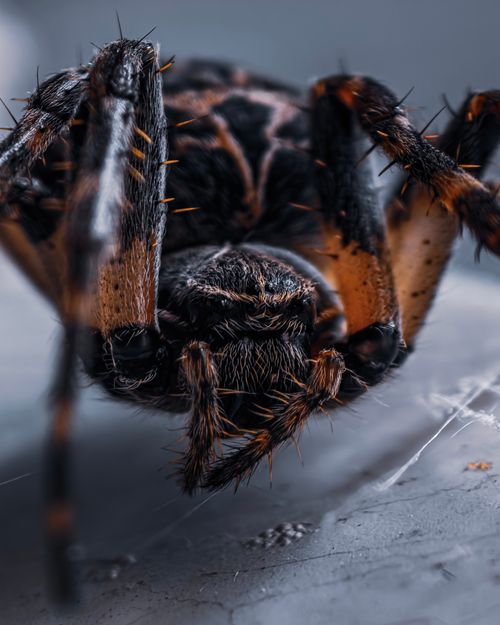 Free Macro shot of a spider with detailed textures and vibrant colors. Stock Photo