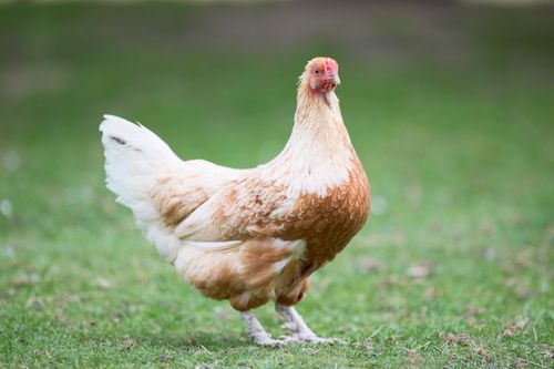 Free A peaceful portrait of a free-range chicken standing on green grass, showcasing farm life. Stock Photo