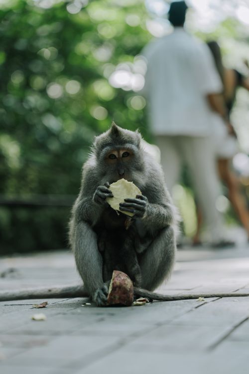 Free A monkey enjoys a snack in the lush forests of Bali, Indonesia, capturing serene wildlife moments. Stock Photo