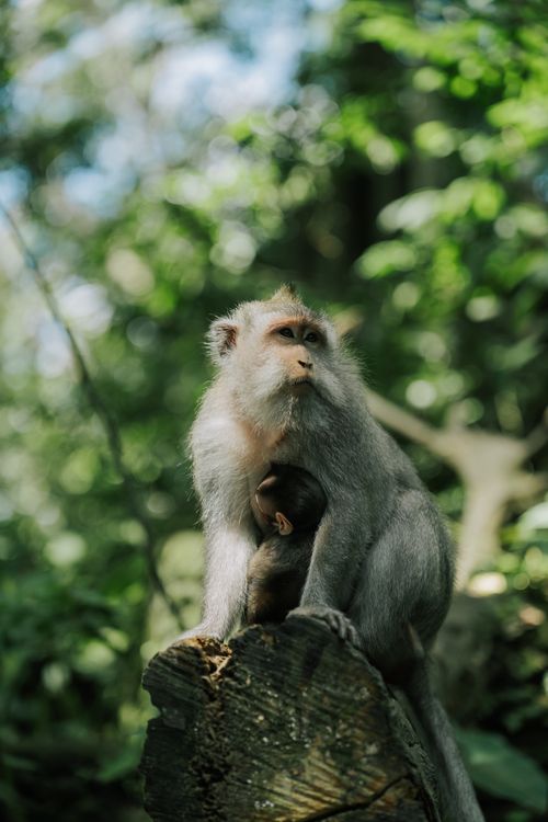 Free Captivating image of a mother monkey with her baby in a lush Indonesian jungle. Stock Photo