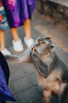 A monkey in Bali, Indonesia interacting with tourists, creating a lively and engaging scene.