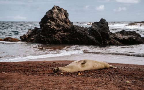 Free Hawaiian monk seal lying on a rocky coastal beach with waves in the background. Stock Photo
