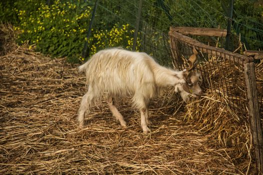 A Sicilian goat grazing amidst hay on a traditional farm. Captured outdoors, showcasing rural life.