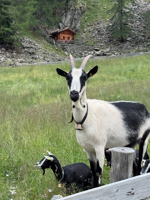 Free Black and white goats in a lush alpine meadow in Tyrol, Austria, with a rustic cabin in the background. Stock Photo