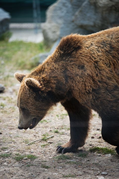 Brown bear