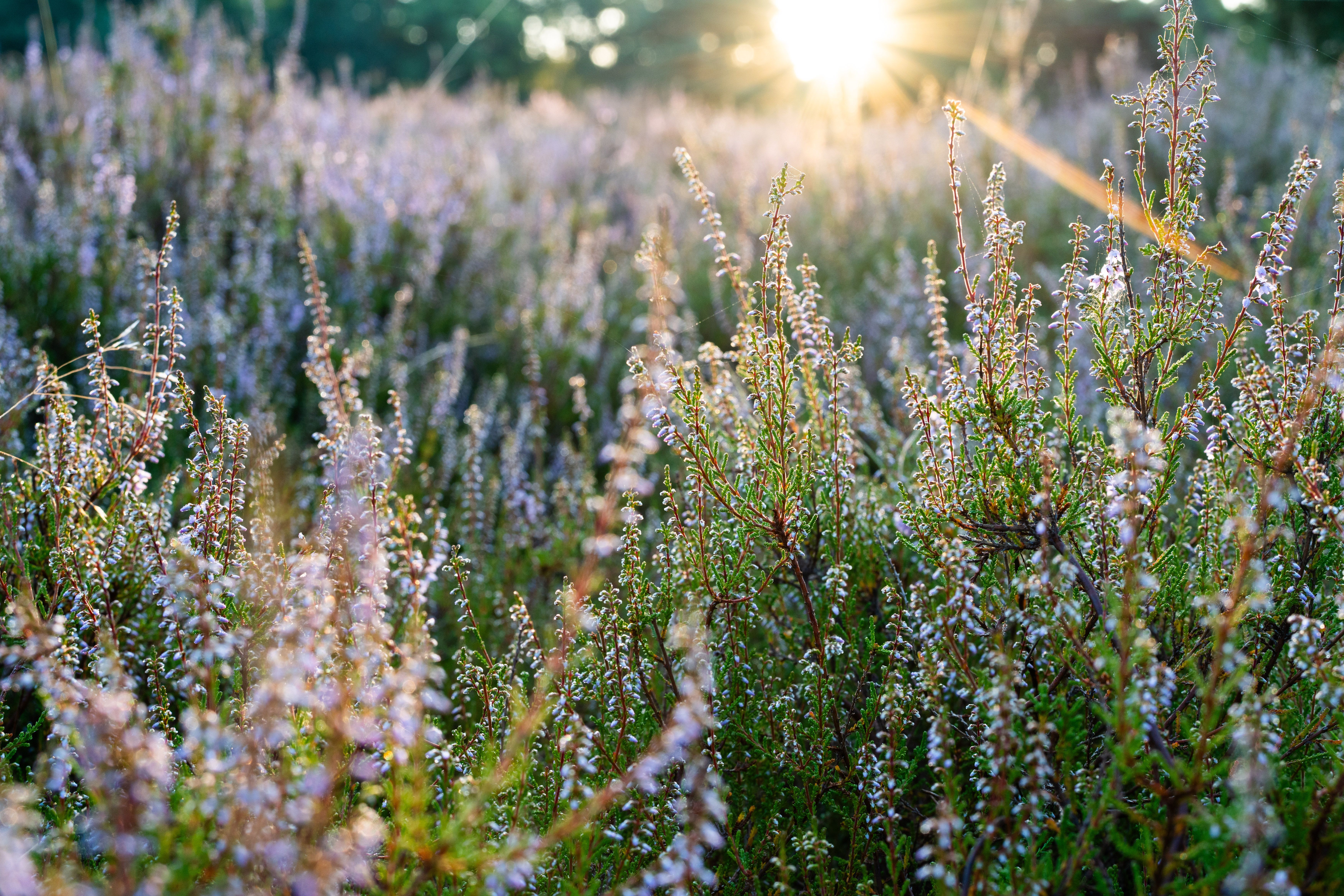 Purple heather on a North York Moors hillside in late summer
