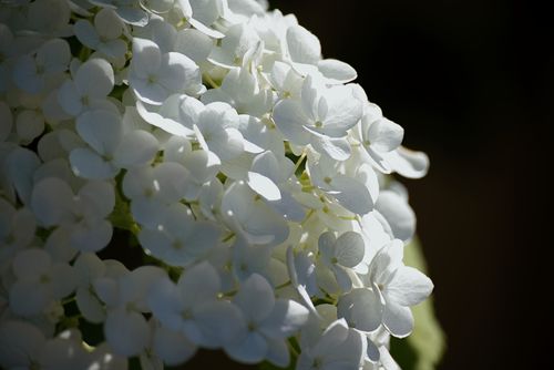 Free Detailed view of white hydrangea flowers with natural sunlight highlighting delicate petals against a dark background. Stock Photo