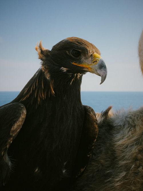 Free Close-up of a majestic golden eagle perched by the ocean, showcasing its striking features. Stock Photo
