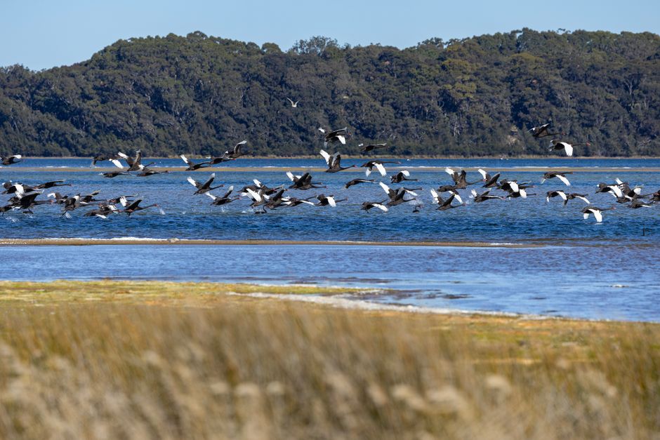 Angus Taylor proposes two-thirds reduction in migration levels