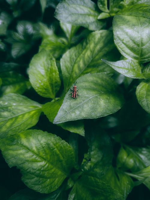 Free Detailed shot of a red and black beetle on lush green leaves, showcasing natural textures. Stock Photo