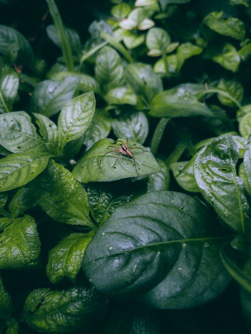 Free A macro shot of an insect perched on vibrant green leaves in a lush garden setting. Stock Photo