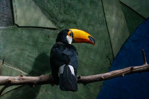 Free A colorful toucan rests on a branch, showcasing its vibrant beak against a textured background. Stock Photo