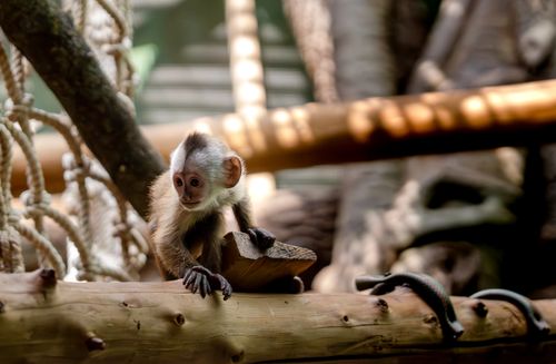 Free Cute capuchin monkey sitting on a log in a zoo with ropes in the background. Stock Photo