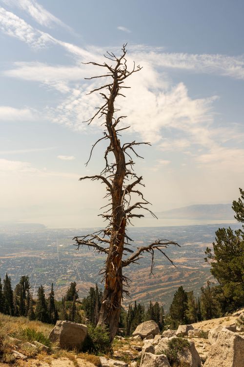 Free A lone, weathered tree overlooks a vast mountainous landscape under a cloudy sky. Stock Photo