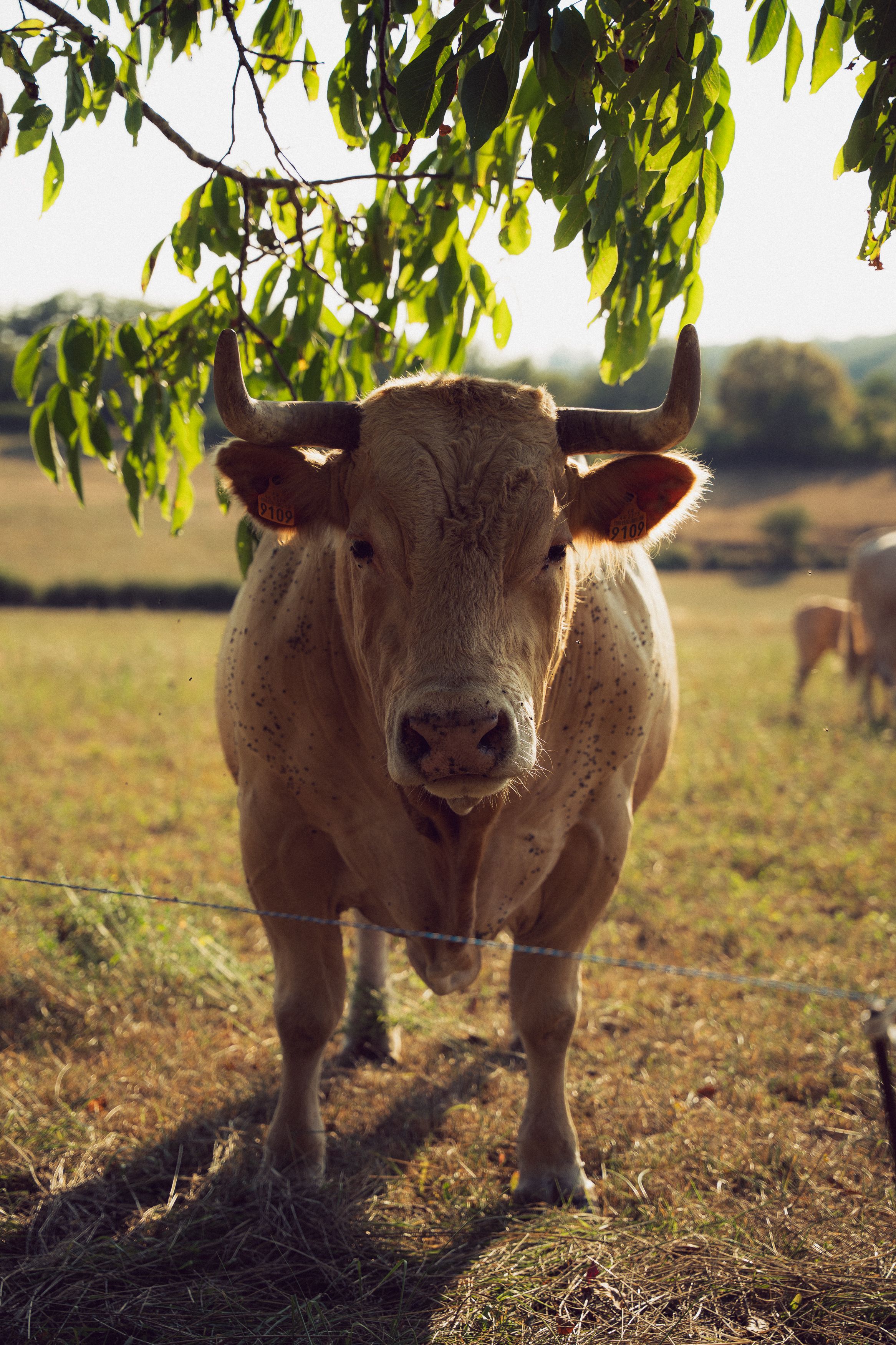 A powerful bull stands in a sunny field in Cras, France, evoking rural charm.