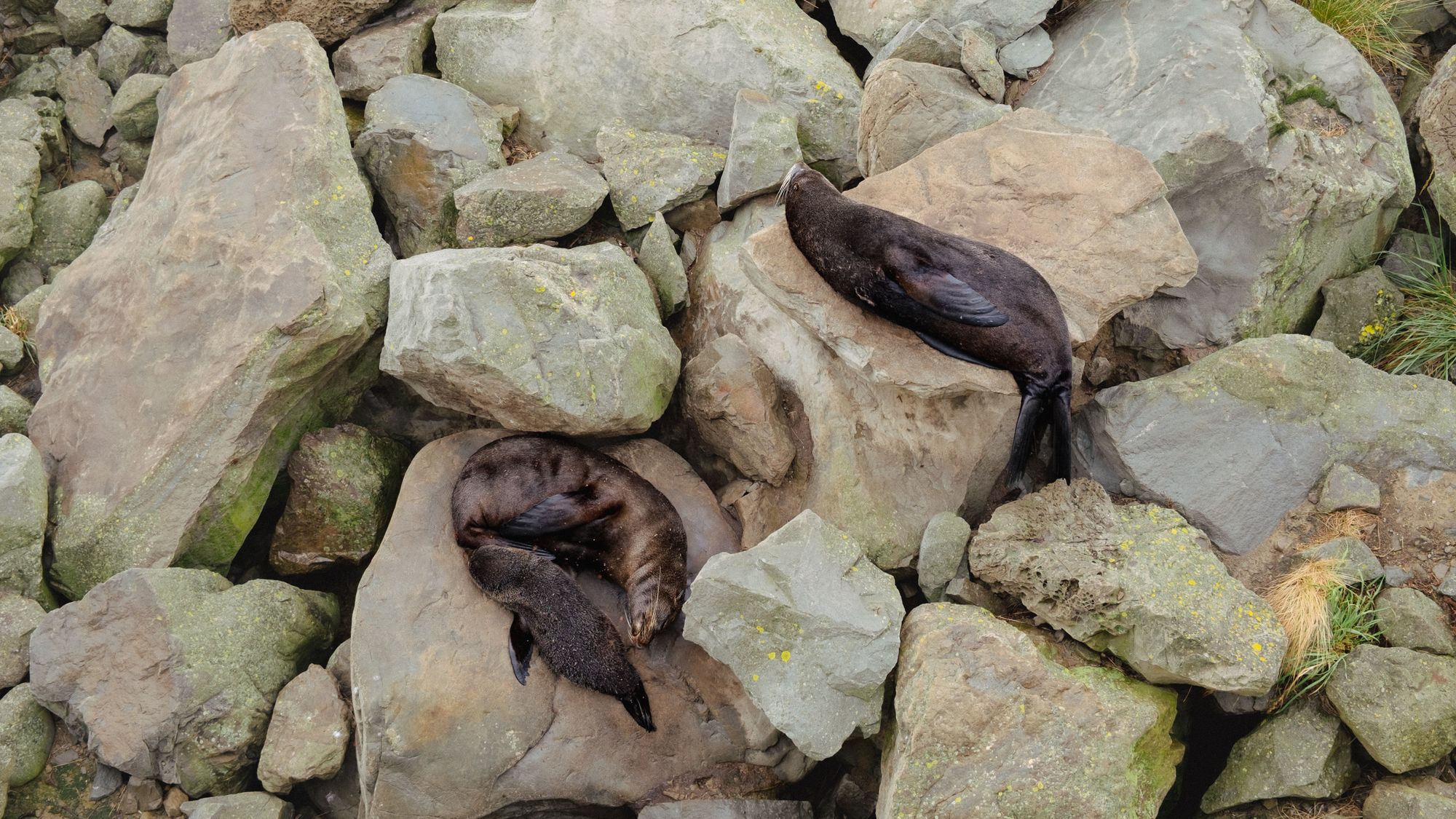Kaikoura