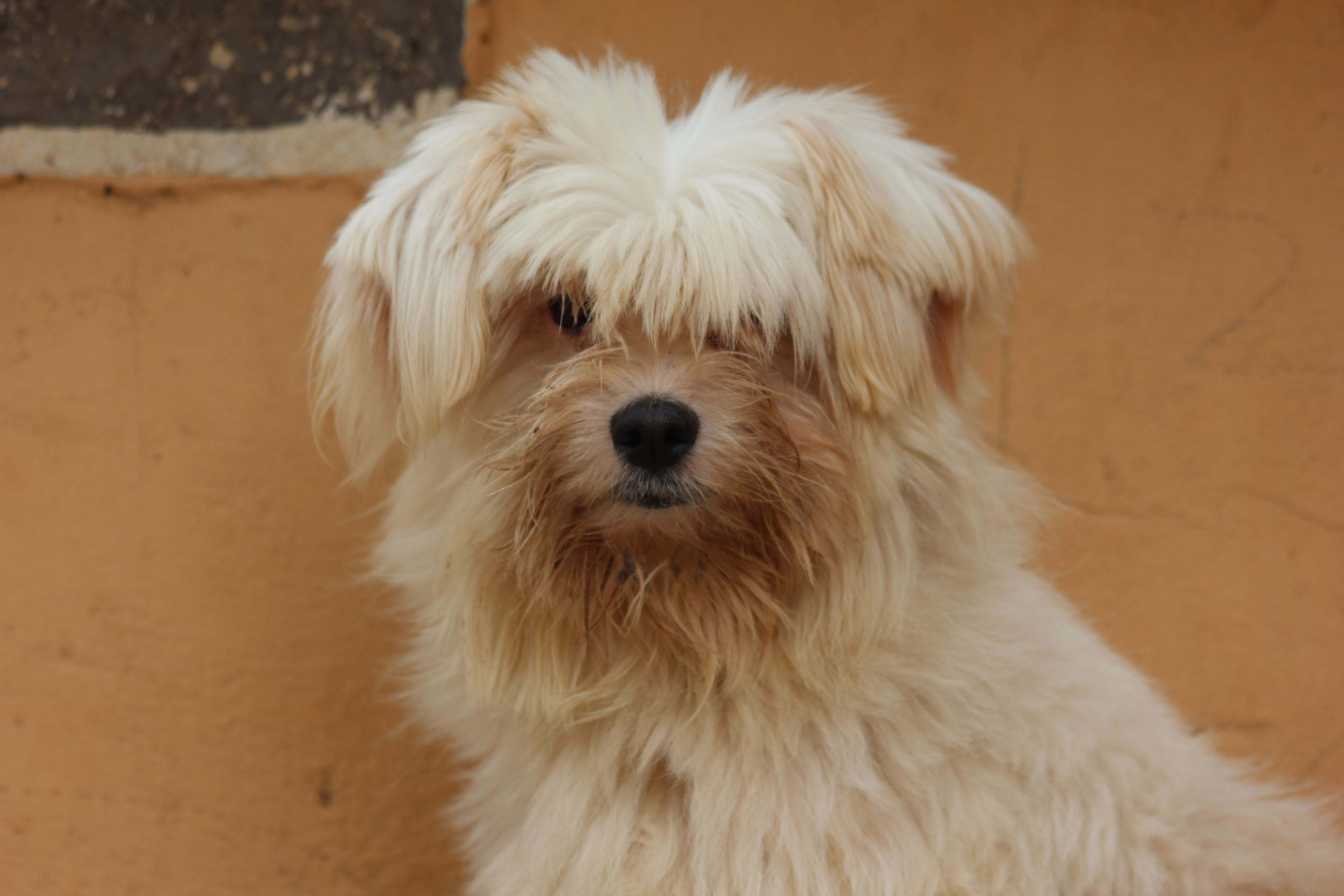 Healthcare and wellness consultation for a dog